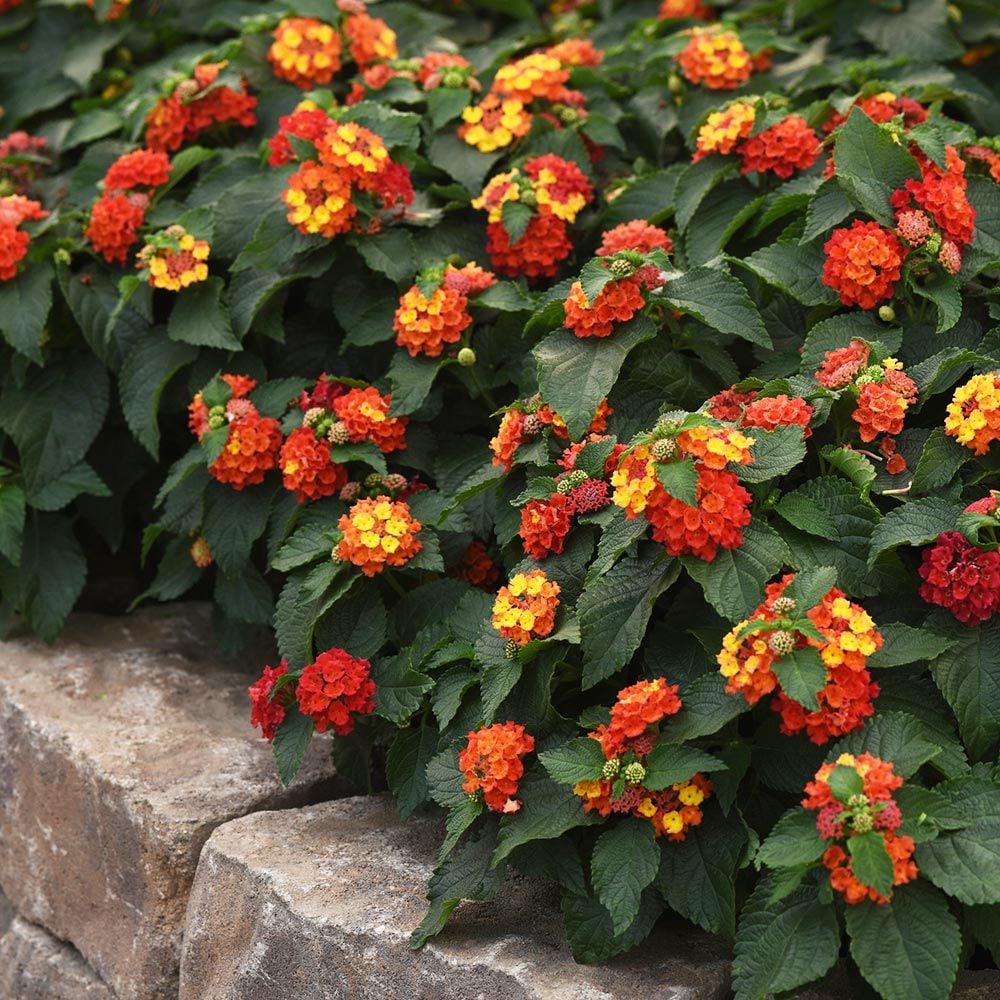 Lantana Bloomify™ Red White Flower Farm