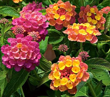 Savannah Summer Container Garden | White Flower Farm