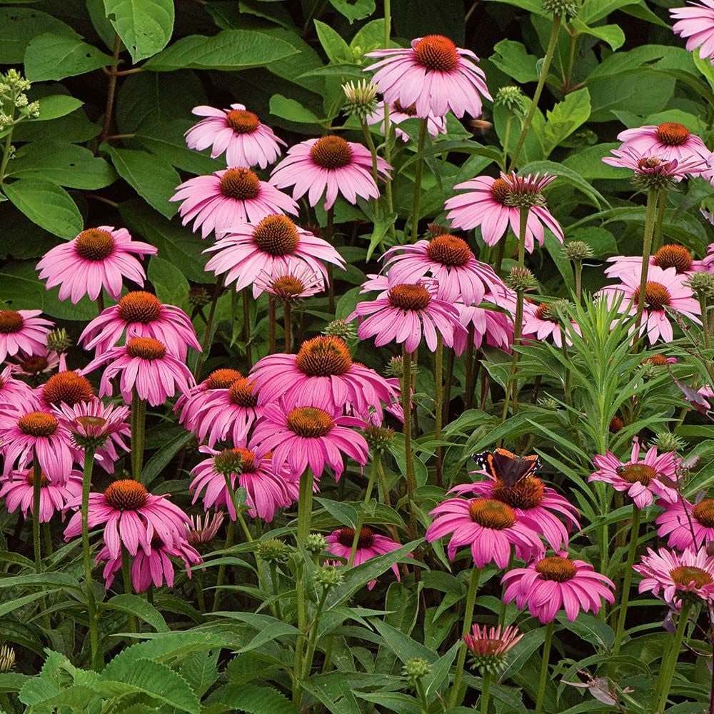 Echinacea purpurea Magnus White Flower Farm