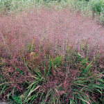  Ornamental Grass: Eragrostis spectabilis