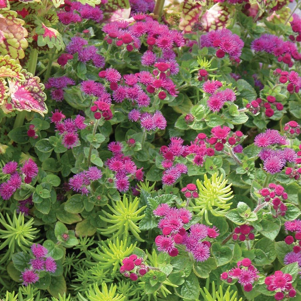 Ageratum 'Red Flint'