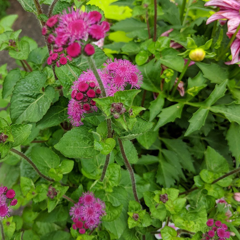 Persian Carpet Cutting Garden | White Flower Farm