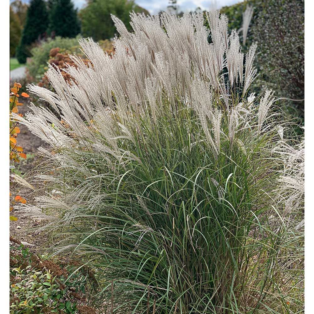 Miscanthus sinensis Silver Feather White Flower Farm