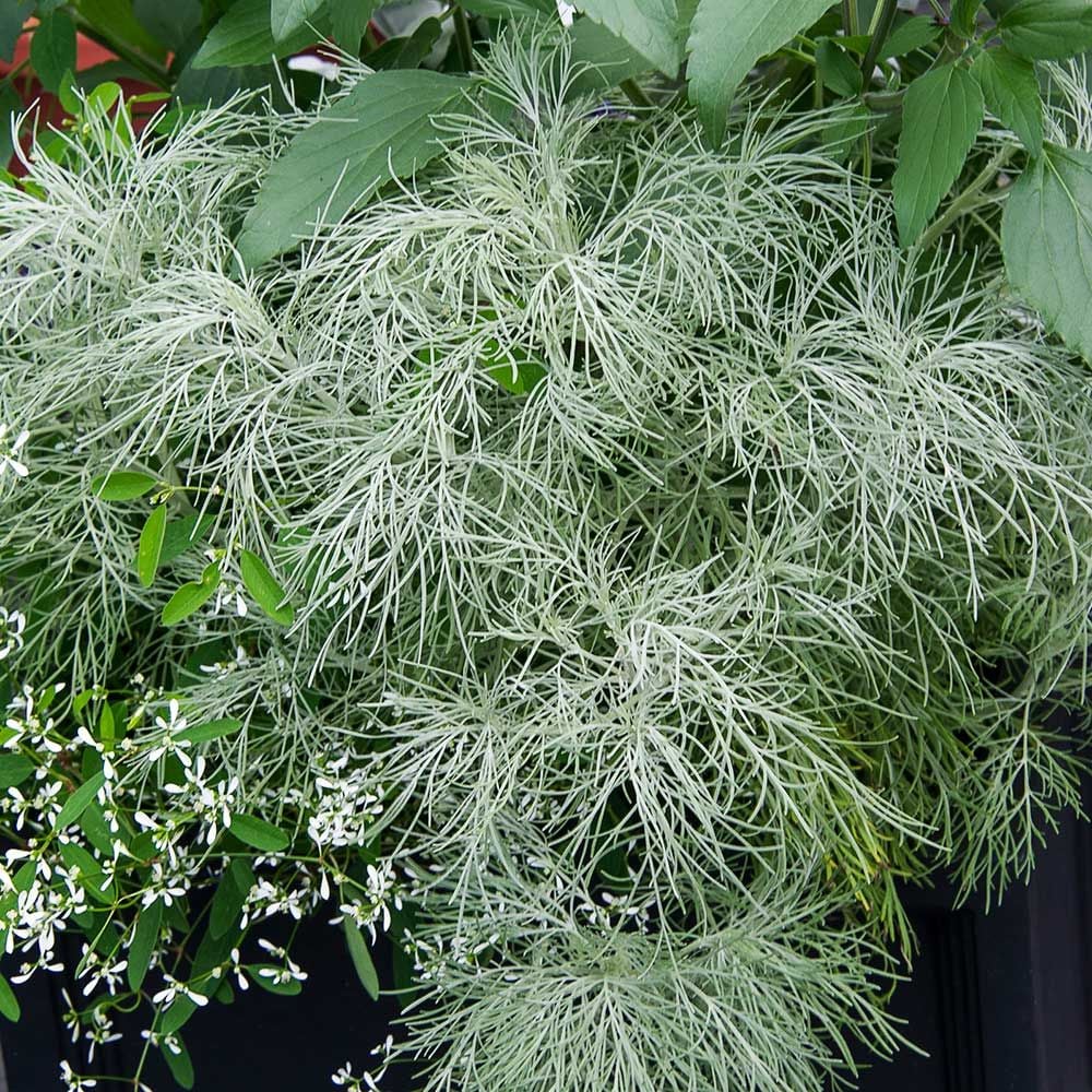 Artemisia mauiensis Makana™ Silver