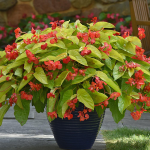  Begonia 'Canary Wing'