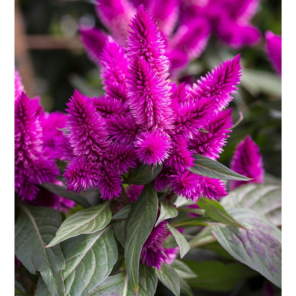 Celosia argentea Intenz Classic™ | White Flower Farm