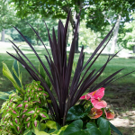  Cordyline australis 'Red Star'