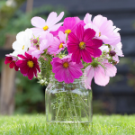  Cosmos bipinnatus Versailles Mix