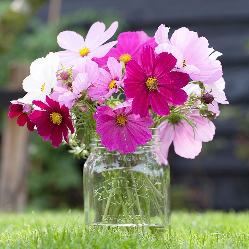 Cosmos bipinnatus Versailles Mix