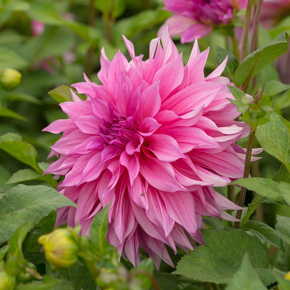 Dahlia 'Café au Lait Rosé'