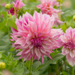  Dahlia 'Café au Lait Royal'