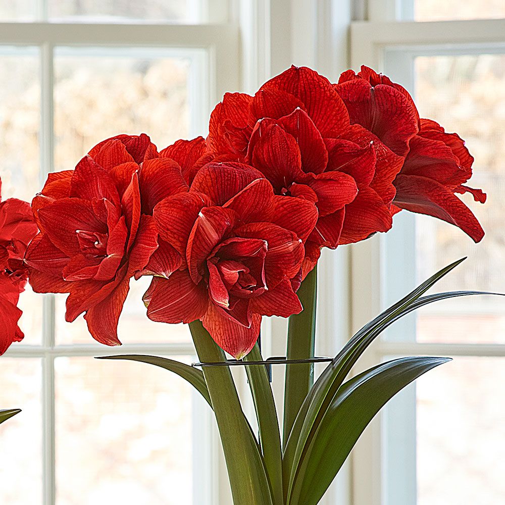 Red Amaryllis in Woven Basket White Flower Farm