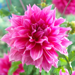  Dahlia 'Emory Paul'