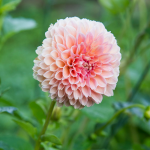  Dahlia 'Linda's Baby'