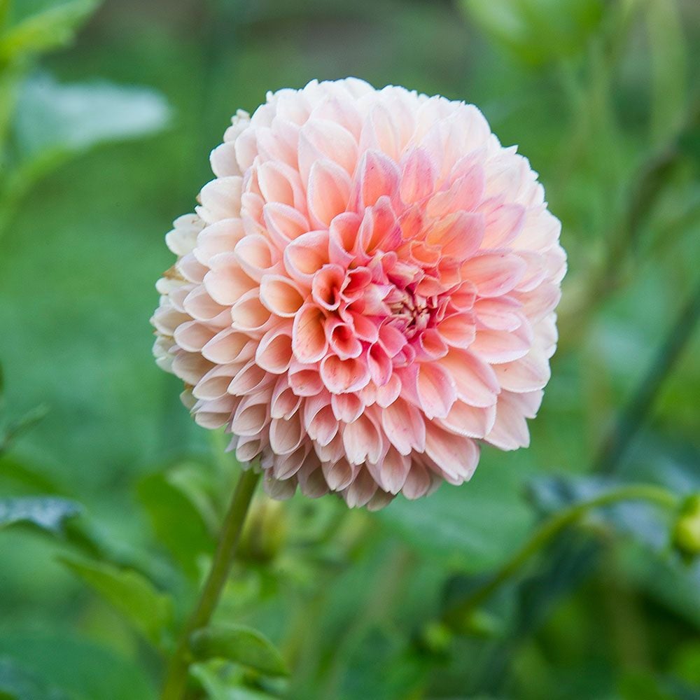 Dahlia 'Linda's Baby'