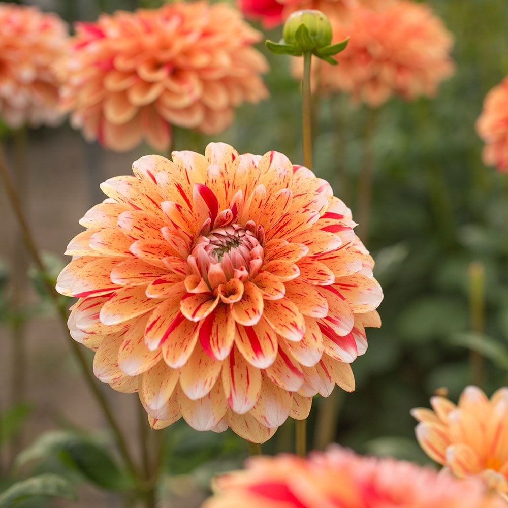 Dahlia 'Striped Nagano'