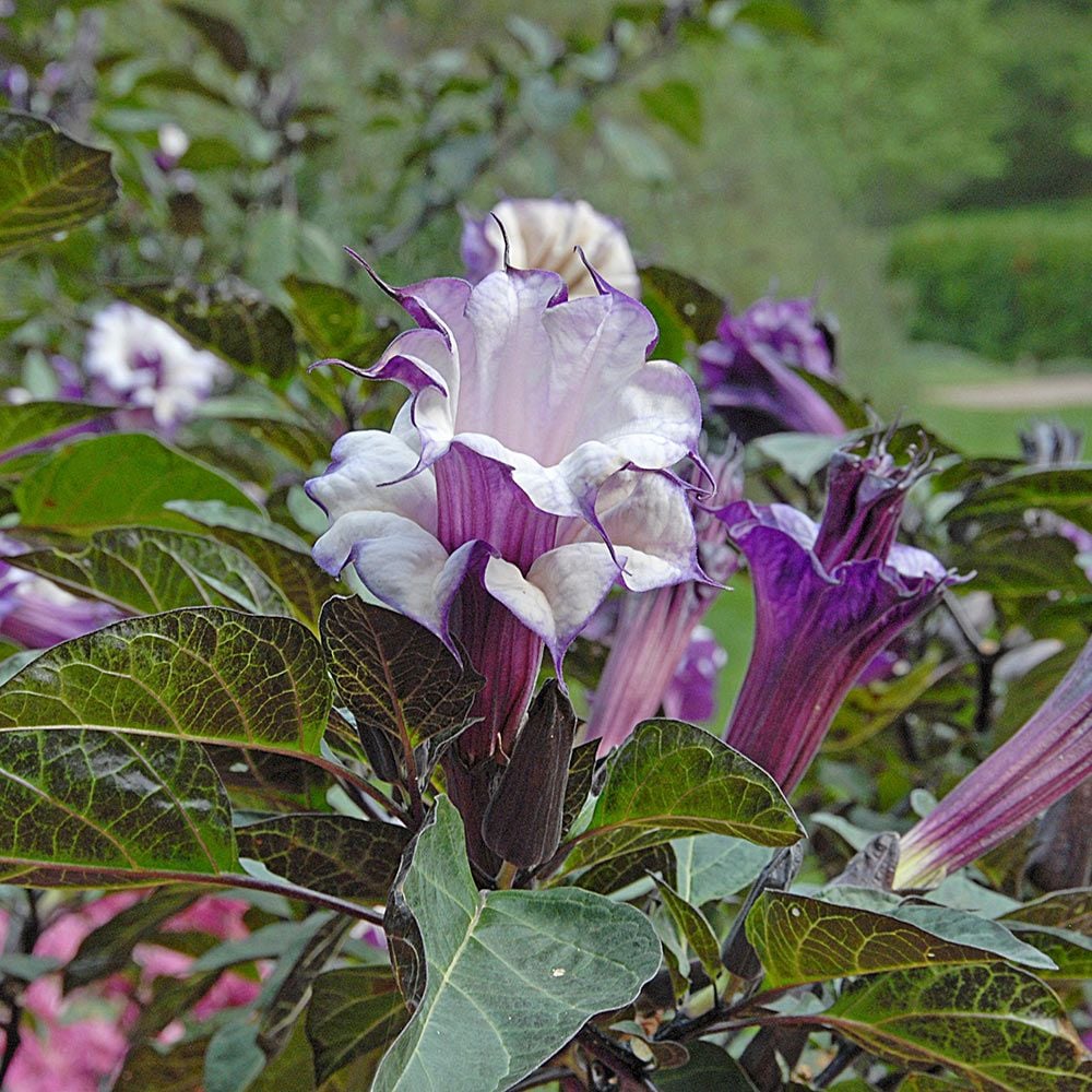 Datura metel 'Ballerina Purple'