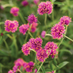  Gomphrena pulchella Truffula™ Pink