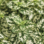  Hypoestes phyllostachya Hippo® White