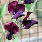  Sweet Pea 'Zinfandel' (Lathyrus odoratus)