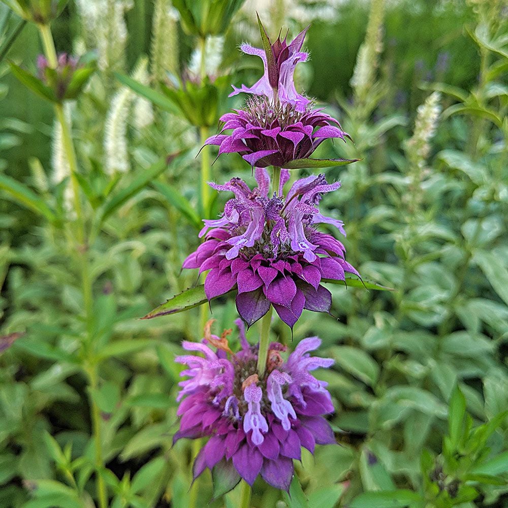 Monarda 'Bergamo'