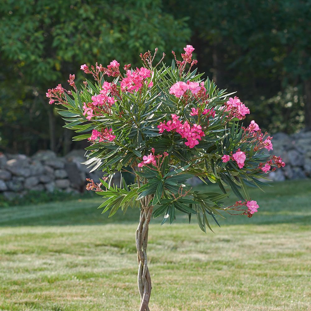Oleander 'Calypso' Topiary