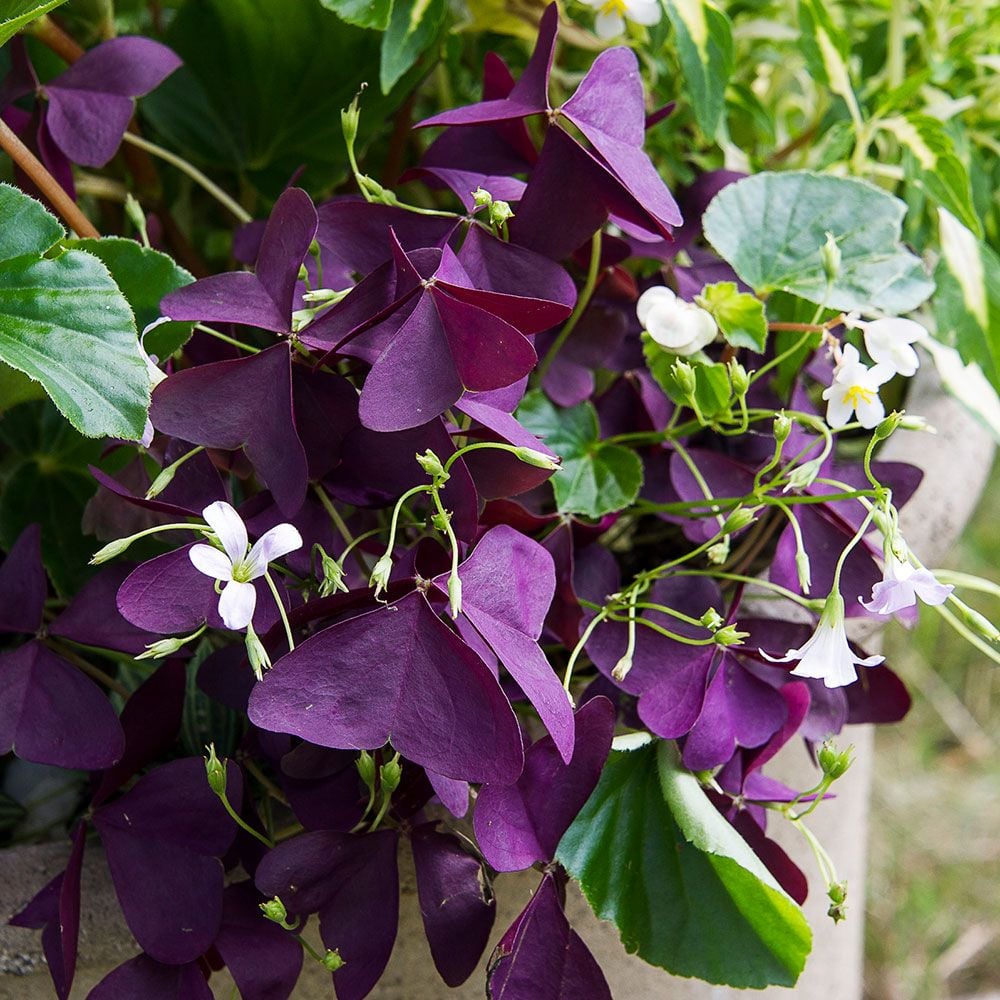 Oxalis regnellii 'Francis'