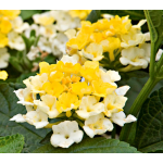  Lantana Lucky™ Lemon Glow