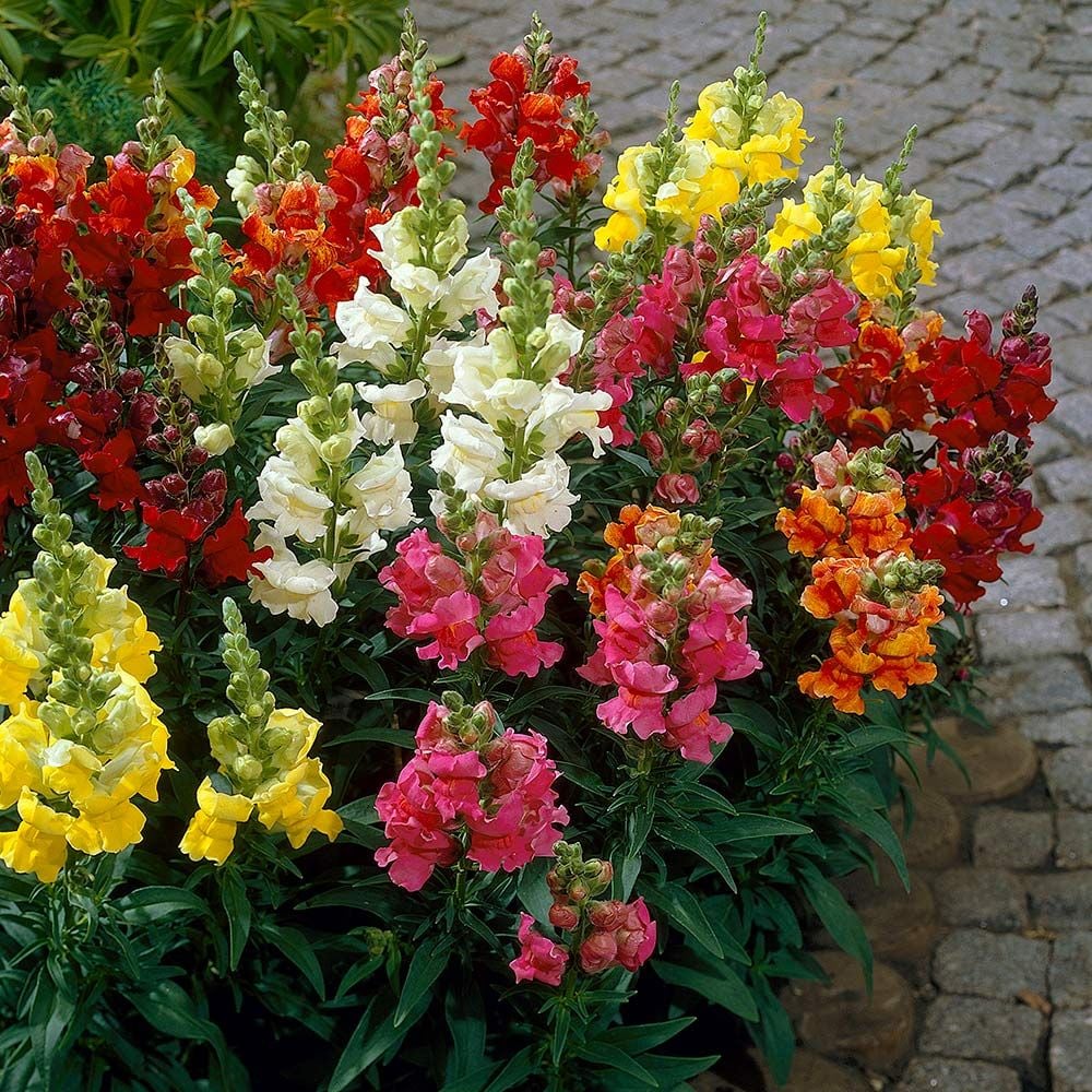 Antirrhinum majus Madame Butterfly Mix