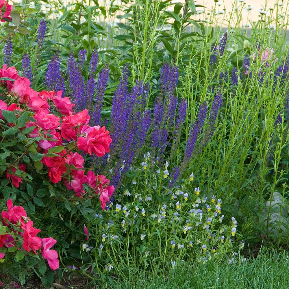 Salvia x superba /'Merleau White/' perfect for pollinators in a 9cm pot
