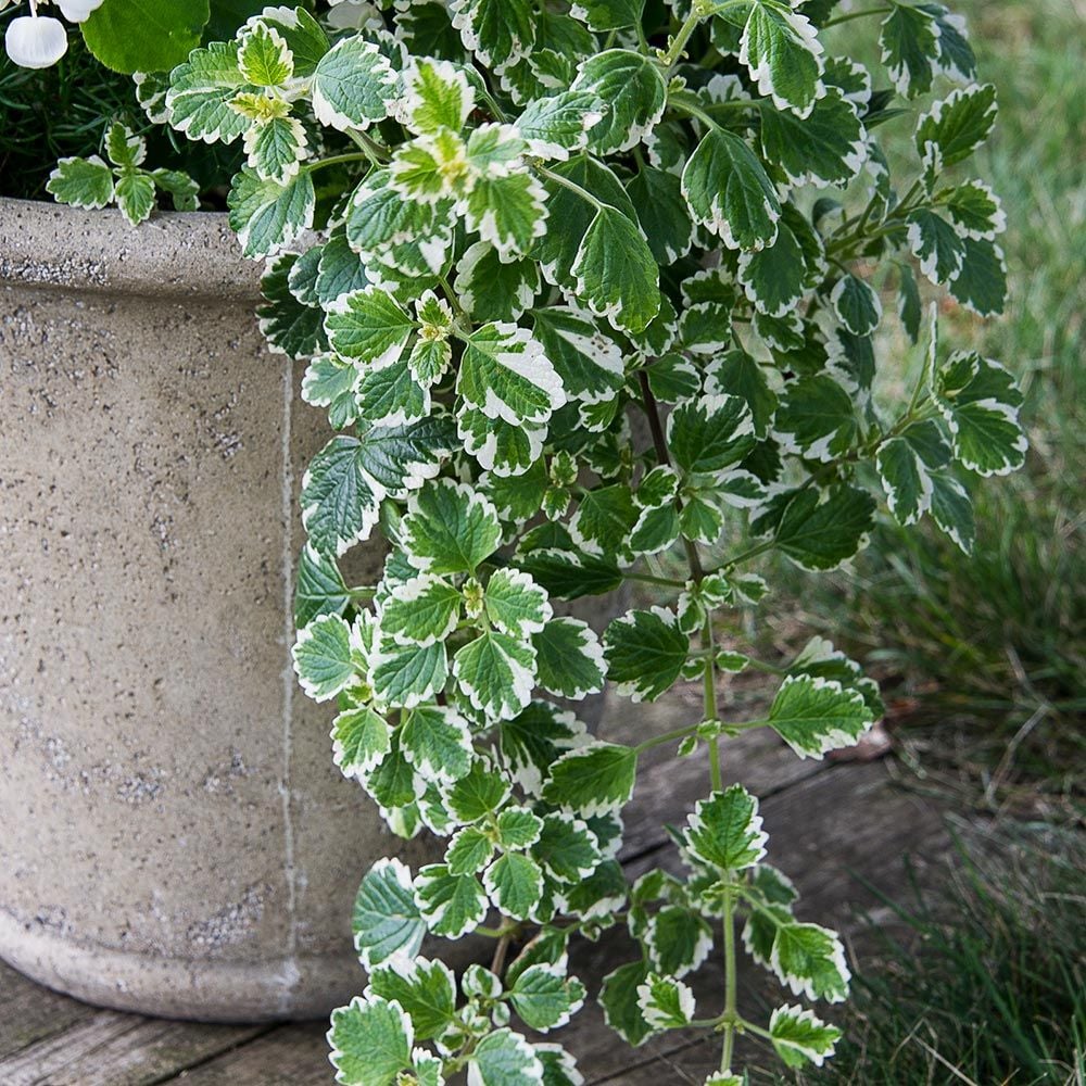 Plectranthus coleoides 'White Surf'