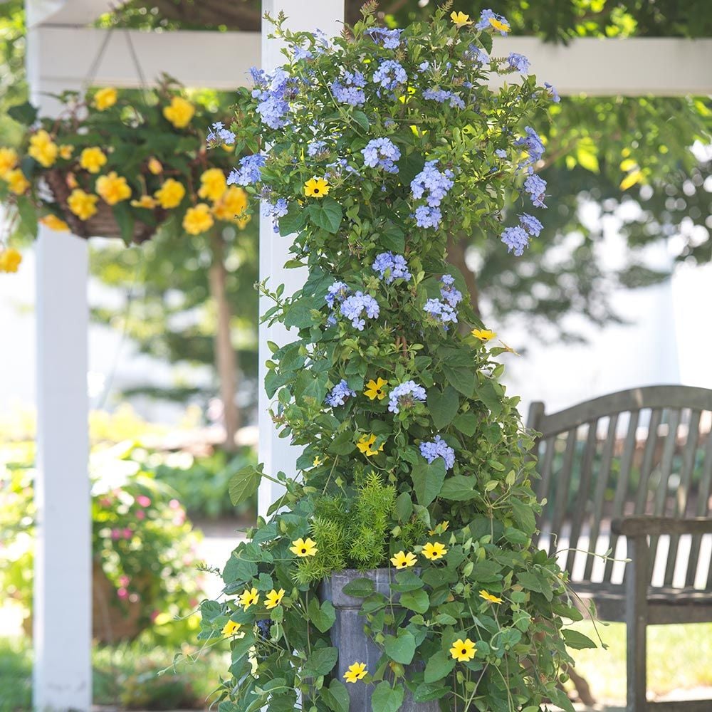 Plumbago auriculata Royal Cape® Standard