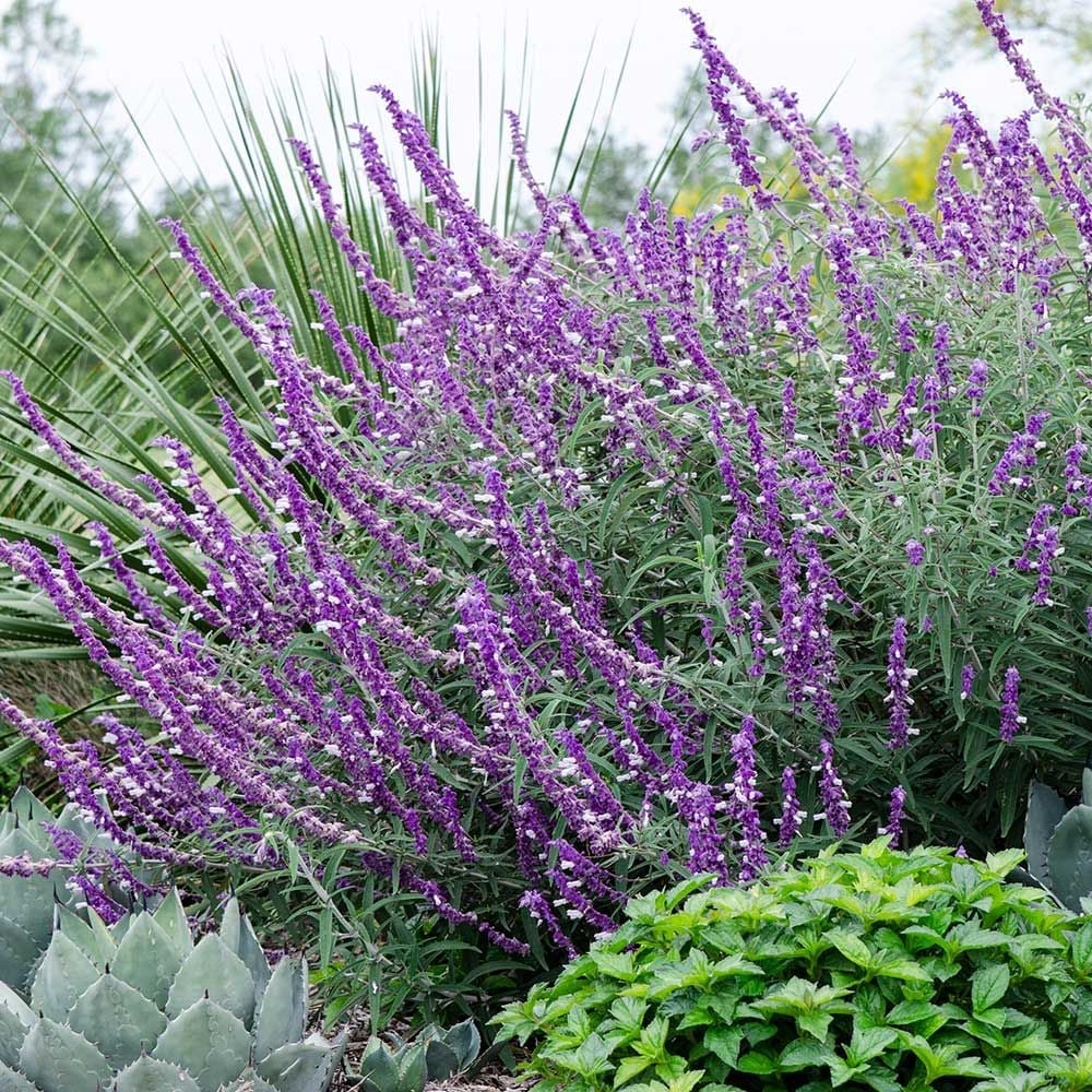 Salvia leucantha