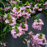  Scaevola aemula Whirlwind® Pink