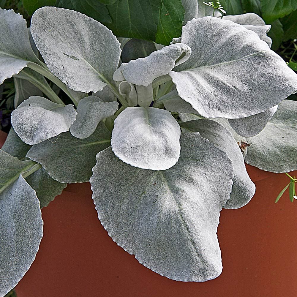 Senecio candicans Angel Wings®