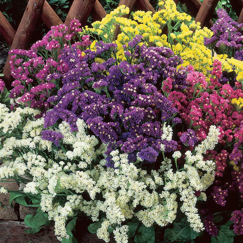 Limonium sinuatum Seeker Mix