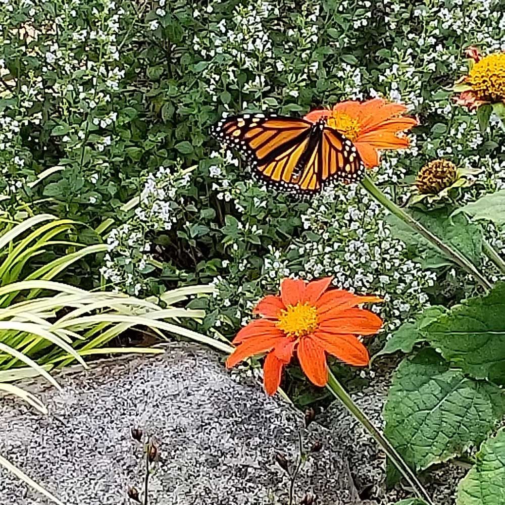 Tithonia rotundifolia 'Fiesta del Sol'