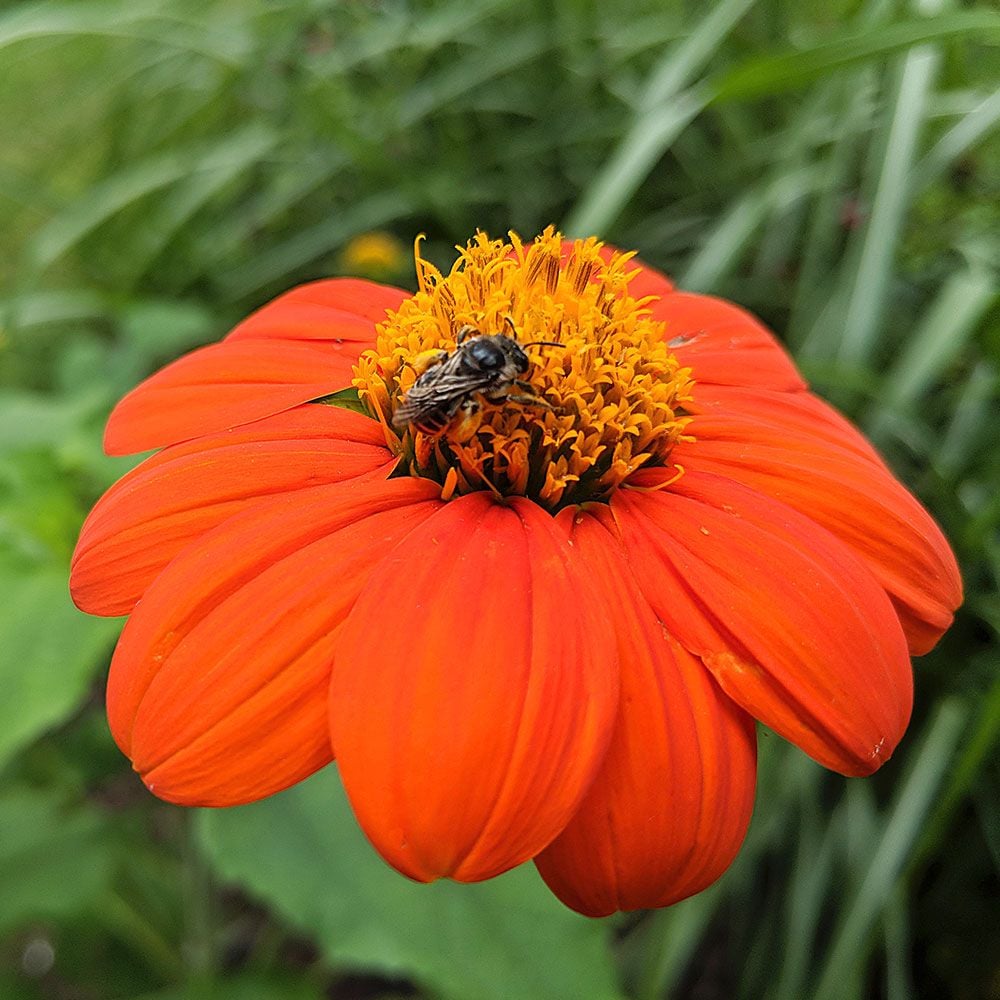 Tithonia rotundifolia 'Torch'