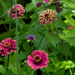  Zinnia elegans 'Queeny Red Lime'