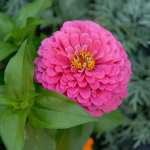  Zinnia elegans 'Raspberry Sorbet'