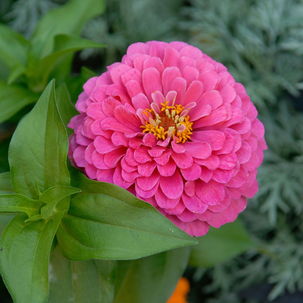 Zinnia Elegans Raspberry Sorbet White Flower Farm