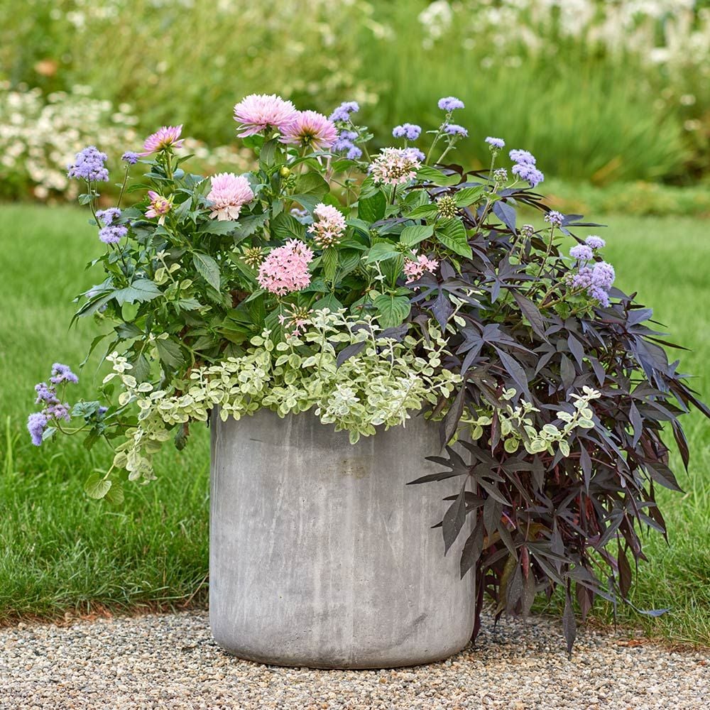 Sweet Life Annual Collection White Flower Farm