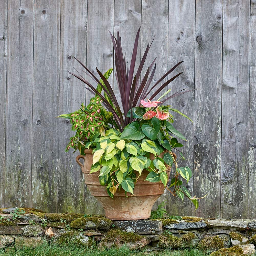 Bonito Container Garden