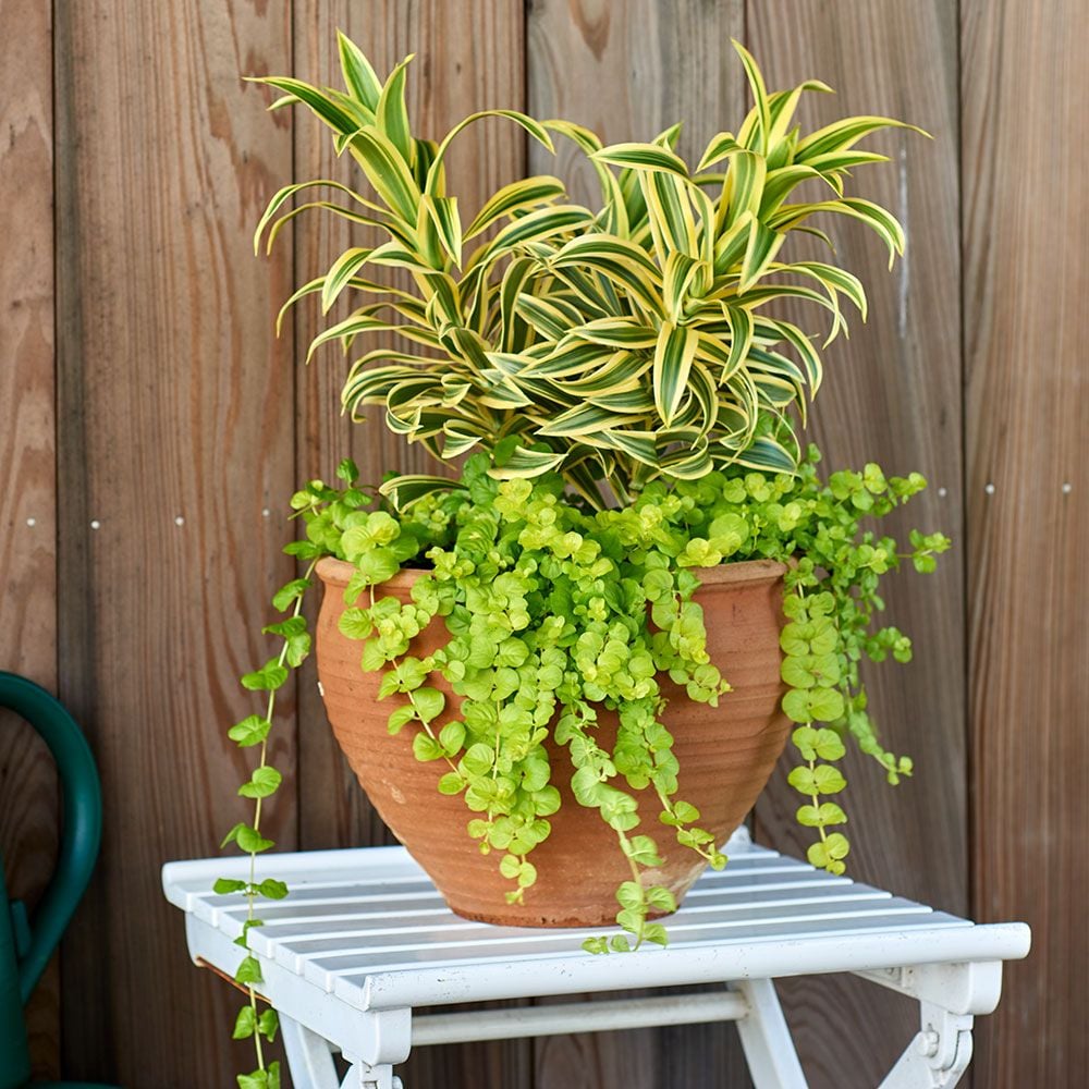Two's Company Container Garden