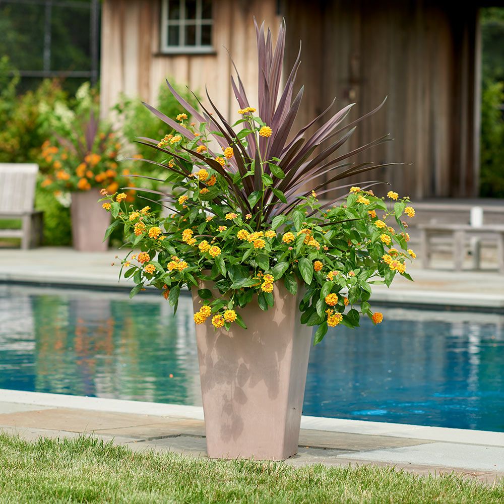 Brampton Planter White Flower Farm