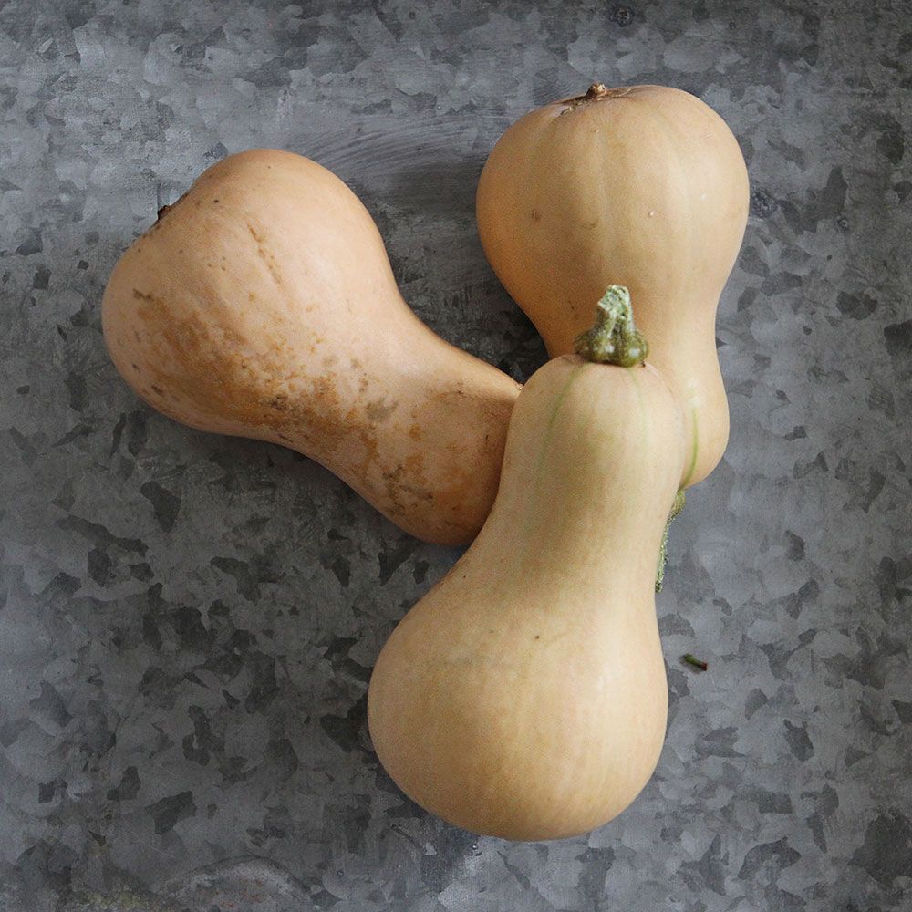 Butternut Squash 'Butterscotch' White Flower Farm