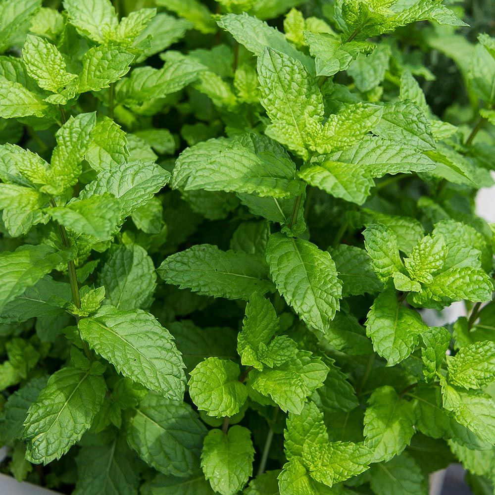 Mint Mojito Cocktail™ White Flower Farm