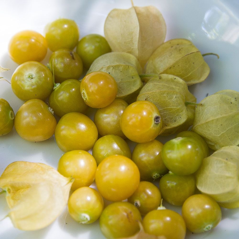 Ground Cherry: Physalis pruinosa