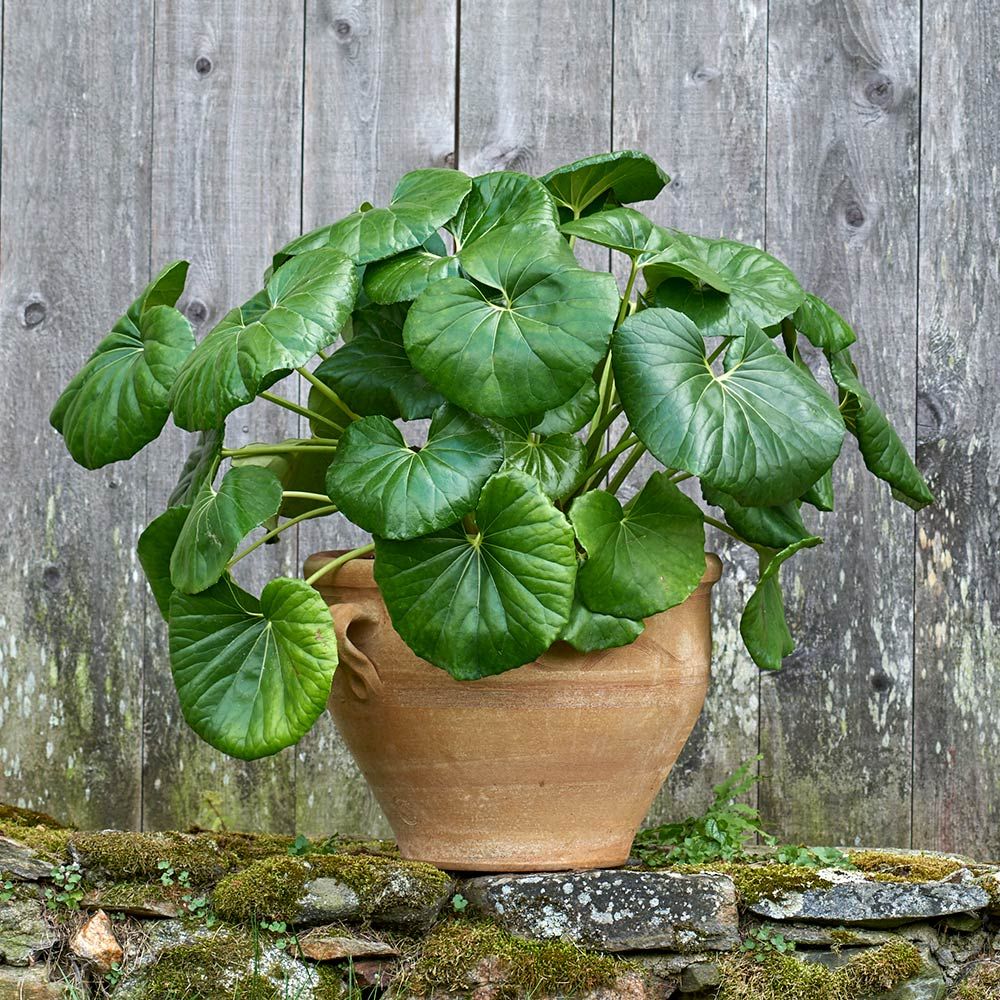 Farfugium japonicum Gigantea White Flower Farm
