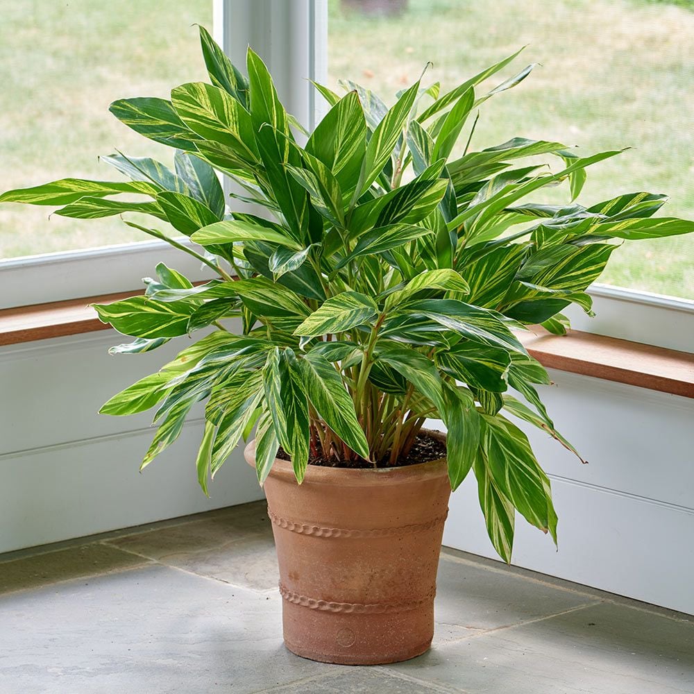 Alpinia zerumbet 'Variegata' White Flower Farm